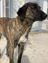 VIVIAN, Hund, Mischlingshund in Griechenland - Bild 9