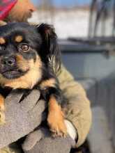 PUCKY, Hund, Pekingese-Mix in Rumänien - Bild 2