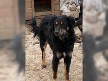 ASTOR, Hund, Mischlingshund in Rumänien - Bild 2