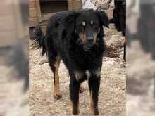 ASTOR, Hund, Mischlingshund in Rumänien - Bild 3