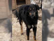 ASTOR, Hund, Mischlingshund in Rumänien - Bild 4