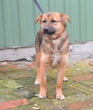LAKKA, Hund, Mischlingshund in Ungarn - Bild 5