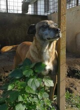 MINNIE, Hund, Mischlingshund in Italien - Bild 1