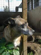 MINNIE, Hund, Mischlingshund in Italien - Bild 2