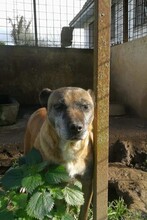 MINNIE, Hund, Mischlingshund in Italien - Bild 5