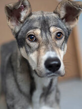 FRESIA, Hund, Mischlingshund in Bulgarien - Bild 1