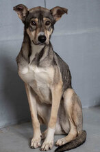 FRESIA, Hund, Mischlingshund in Bulgarien - Bild 3