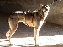FRESIA, Hund, Mischlingshund in Bulgarien - Bild 5