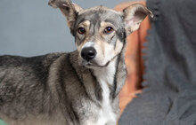 FRESIA, Hund, Mischlingshund in Bulgarien - Bild 6