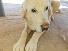 ESTRELLA, Hund, Mischlingshund in Spanien - Bild 11
