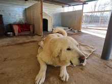 ESTRELLA, Hund, Mischlingshund in Spanien - Bild 14