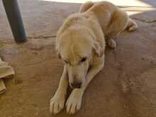 ESTRELLA, Hund, Mischlingshund in Spanien - Bild 17