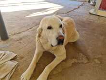 ESTRELLA, Hund, Mischlingshund in Spanien - Bild 19