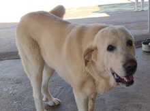 ESTRELLA, Hund, Mischlingshund in Spanien - Bild 21