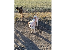 SOLA, Hund, Mischlingshund in Münchenbernsdorf - Bild 15