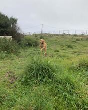 BACCO, Hund, Mischlingshund in Portugal - Bild 11