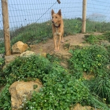 BACCO, Hund, Mischlingshund in Portugal - Bild 14