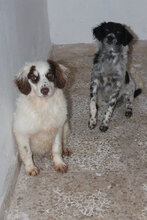 GINGER, Hund, Mischlingshund in Barntrup - Bild 1