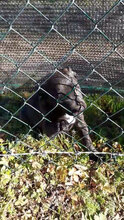 HUGO, Hund, Mischlingshund in Italien - Bild 2