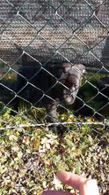 HUGO, Hund, Mischlingshund in Italien - Bild 3