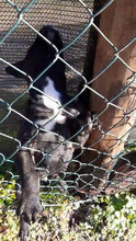 HUGO, Hund, Mischlingshund in Italien - Bild 4
