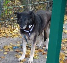 RAMONA, Hund, Mischlingshund in Großröhrsdorf - Bild 3