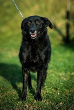 NELLA, Hund, Mischlingshund in Ungarn - Bild 1