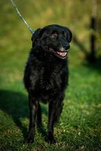 NELLA, Hund, Mischlingshund in Ungarn - Bild 3