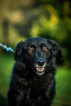 NELLA, Hund, Mischlingshund in Ungarn - Bild 9