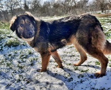GRACIA, Hund, Mischlingshund in Bulgarien - Bild 1