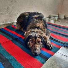 GRACIA, Hund, Mischlingshund in Bulgarien - Bild 2