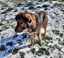 GRACIA, Hund, Mischlingshund in Bulgarien - Bild 3