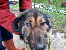 GRACIA, Hund, Mischlingshund in Bulgarien - Bild 4