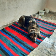 GRACIA, Hund, Mischlingshund in Bulgarien - Bild 5