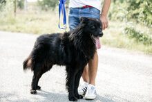 VERNER, Hund, Belgischer Schäferhund-Groenendael-Mix in Ungarn - Bild 2
