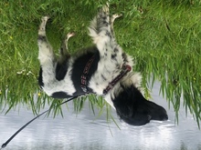 ASIA, Hund, Bretonischer Spaniel in Lehe - Bild 2