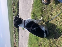 ASIA, Hund, Bretonischer Spaniel in Lehe - Bild 4