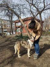 LUNA, Hund, Mischlingshund in Rumänien - Bild 10
