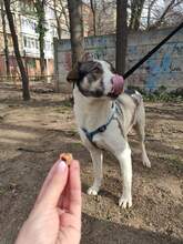 LUNA, Hund, Mischlingshund in Rumänien - Bild 11