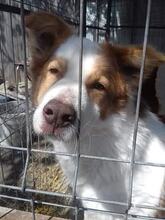 REX, Hund, Mischlingshund in Rumänien - Bild 2