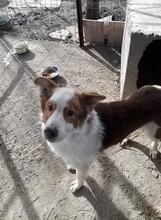 REX, Hund, Mischlingshund in Rumänien - Bild 3