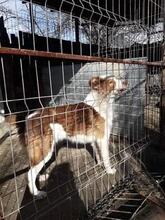 REX, Hund, Mischlingshund in Rumänien - Bild 6