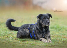 MIRO, Hund, Mischlingshund in Drenkow - Bild 2