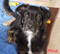 MIRO, Hund, Mischlingshund in Drenkow - Bild 3