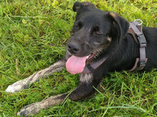 MIRO, Hund, Mischlingshund in Drenkow - Bild 8