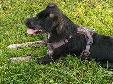 MIRO, Hund, Mischlingshund in Drenkow - Bild 9