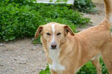 MURPHY, Hund, Jagdhund in Spanien - Bild 2