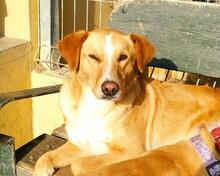 MURPHY, Hund, Jagdhund in Spanien - Bild 5