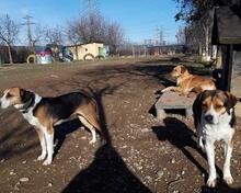 MURPHY, Hund, Jagdhund in Spanien - Bild 7