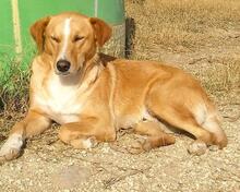 MURPHY, Hund, Jagdhund in Spanien - Bild 8